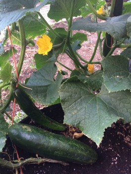 413ea66a-b0a5-4a2b-a967-1ec79402b1b4